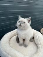 Britse korthaar kittens, Dieren en Toebehoren, Katten en Kittens | Overige Katten, Meerdere dieren, Kortharig, 0 tot 2 jaar