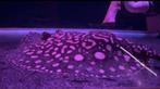 Super hybride BD dame, 30cm+ potamotrygon, Dieren en Toebehoren, Ophalen of Verzenden, Zo goed als nieuw, Leeg aquarium