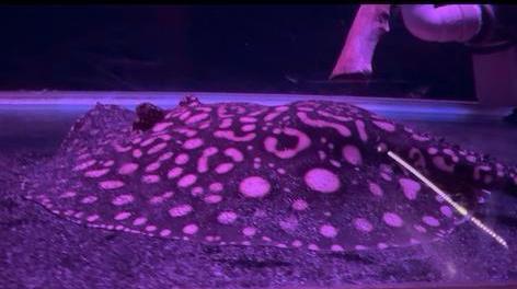 Super hybride BD dame, 30cm+ potamotrygon, Dieren en Toebehoren, Vissen | Aquaria en Toebehoren, Zo goed als nieuw, Leeg aquarium