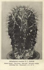 Cactus, Astrophytum Ornatum D.C Hybride (1940s) Ansichtkaart, Ophalen of Verzenden, 1920 tot 1940, Ongelopen, Natuur