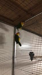 Koppel roestkopcaiques geb 2025, Dieren en Toebehoren, Meerdere dieren, Papegaai, Geringd