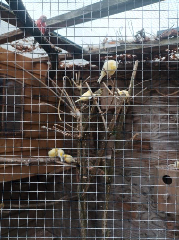 Bonte en gele kanaries 15 stuks, Dieren en Toebehoren, Vogels | Kanaries, Kleurkanarie, Meerdere dieren