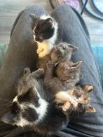 Kittens, Dieren en Toebehoren, Katten en Kittens | Overige Katten