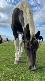 Meerdere paarden en pony's wegens inkrimping, Meerdere dieren, Onbeleerd, Gechipt, 0 tot 2 jaar