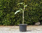 Brugmansia kuipplanten, Tuin en Terras, Volle zon, Vaste plant, Zomer, Ophalen