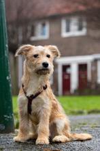 VROLIJKE MENSGERICHTE PUP SOFI, TEEFJE, LOGEERT IN NEDERLAND, 15 weken tot 1 jaar, Teef, Parvo, Eén hond