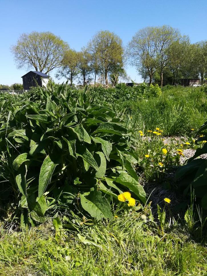 ZADEN voor VOEDSELBOS en PERMACULTUUR, Tuin en Terras, Planten | Tuinplanten, Vaste plant, Overige soorten, Volle zon, Zomer, Verzenden