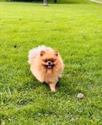 Pomeriaantje reutje en teefje, Dieren en Toebehoren, Honden | Poolhonden, Keeshonden en Oertypen, Rabiës (hondsdolheid), Teef