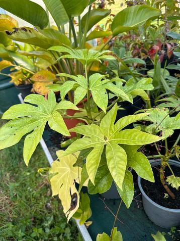Japanse vingerplant (Aralia japonica) beschikbaar voor biedingen