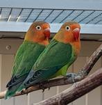 Fischeri agapornis..koppel, Dieren en Toebehoren, Vogels | Parkieten en Papegaaien, Meerdere dieren, Dwergpapegaai of Agapornis