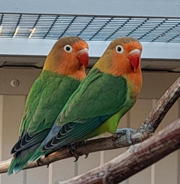 Fischeri agapornis..koppel, Dieren en Toebehoren, Vogels | Parkieten en Papegaaien, Dwergpapegaai of Agapornis, Meerdere dieren