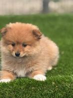 Te koop mooie Dwergkees pup, Parvo, Nederland, Keeshond, Reu