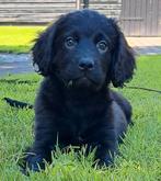 Kruising Friese stabij x labrador puppies., Dieren en Toebehoren, Nederland, Reu, 8 tot 15 weken, Labrador retriever