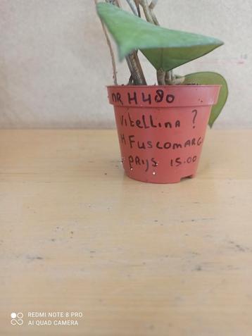 Hoya Vitellina Fuscomargin¿?  pm 8.5 nummer H480 beschikbaar voor biedingen