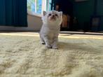 Britse korthaar kittens nog 2 te koop!, Dieren en Toebehoren, Katten en Kittens | Raskatten | Korthaar, Meerdere dieren, Gechipt