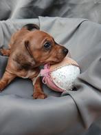 Kaninchen teckel pups korthaar, Dieren en Toebehoren, Honden | Teckels en Dashonden, Kaninchen, CDV (hondenziekte), 8 tot 15 weken