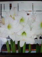 Actie Amaryllis, Ophalen of Verzenden, Volle zon