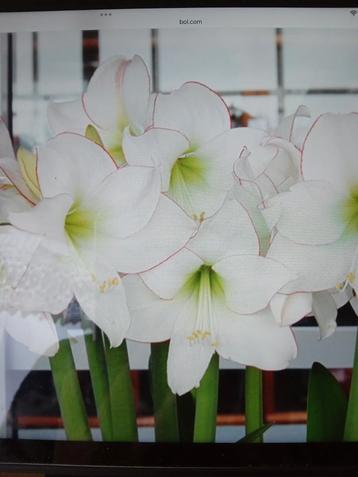 Actie Amaryllis  beschikbaar voor biedingen