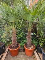 Chamaerops Compacta meerstammig - diverse andere Palmbomen, Ophalen of Verzenden, Zomer, Overige soorten, Volle zon