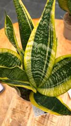 Sansevieria, Ophalen, Overige soorten, Halfschaduw, In pot