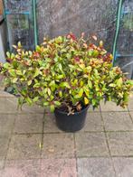 Skimmia, Ophalen, Minder dan 100 cm