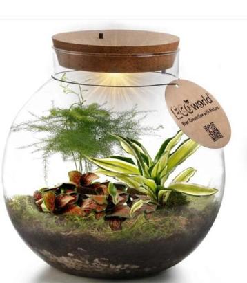 Planten Terrarium met Licht beschikbaar voor biedingen