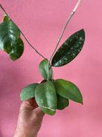 Hoya sp. Aceh, Bloeiende kamerplant, Verzenden, Halfschaduw
