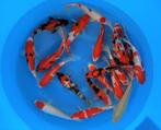 Japankoi, Nisai, koi in tweede levensjaar 25/38 cm, Karper of Koi