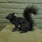 Opgezette geverfde rode eekhoorn, Verzamelen, Dierenverzamelingen, Ophalen of Verzenden