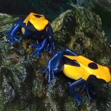 Dendrobates tinctorius in alle varianten uit eigen kwekerij  beschikbaar voor biedingen