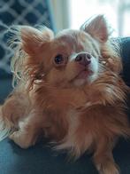 Chihuahua  van 6 jaar, Dieren en Toebehoren, Honden | Chihuahua's en Gezelschapshonden, 6 jaar of ouder, Reu, Eén hond, Chihuahua
