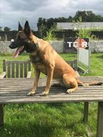Mechelse herder teef afgerichte politiehond & bewakingshond, Rabiës (hondsdolheid), Teef, Meerdere, 3 tot 5 jaar