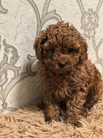 Mini Toy Poodle Meisje Reina – Red (FCI) – Hypoallergeen, Dieren en Toebehoren, Honden | Chihuahua's en Gezelschapshonden, Poedel
