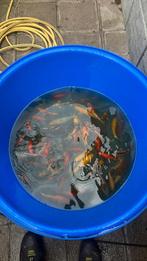 Tossai koi 15-25 cm, Dieren en Toebehoren, Vissen | Vijvervissen, Karper of Koi