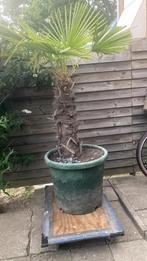 Palm boom, Tuin en Terras, Volle zon, Bloeit niet, Ophalen of Verzenden, 100 tot 250 cm