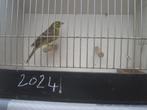 te koop geelgors  man, Dieren en Toebehoren, Vogels | Overige Vogels, Mannelijk, Wildzangvogel, Geringd