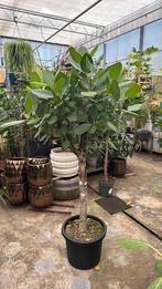 Ficus bengalensis audrey 200cm met hele dikke stam, Ophalen, Ficus