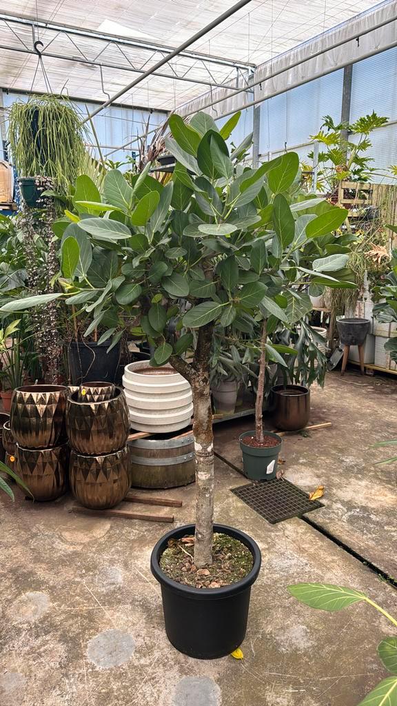 Ficus bengalensis audrey 200cm met hele dikke stam, Huis en Inrichting, Kamerplanten, Ficus, Ophalen