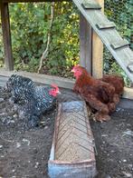 Cochin kriel haan, Dieren en Toebehoren, Mannelijk, Kip