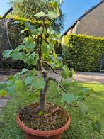 Linde Bonsai, In pot, Bloeit niet, Halfschaduw, Minder dan 100 cm