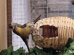 Mooi koppel Mexicaanse roodmussen, Dieren en Toebehoren, Meerdere dieren, Tropenvogel