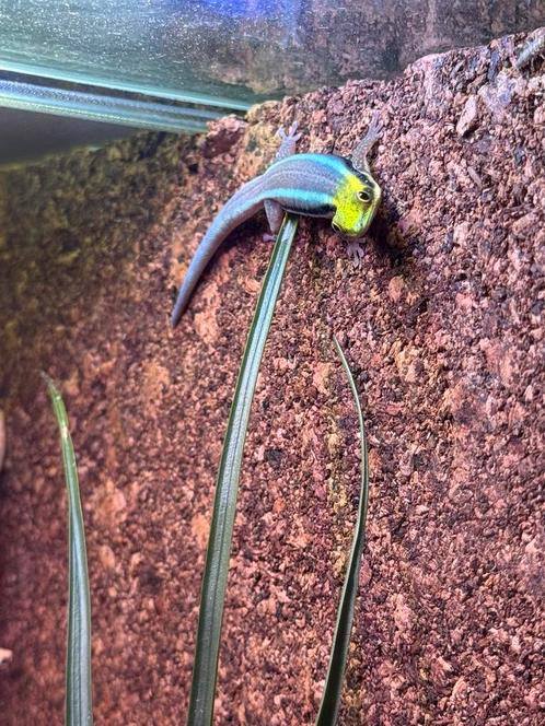 Phelsuma klemmeri man 1.0, Dieren en Toebehoren, Reptielen en Amfibieën, 0 tot 2 jaar