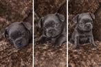 Franse bull dog pups, 8 tot 15 weken, Bulldog, Meerdere, Meerdere dieren