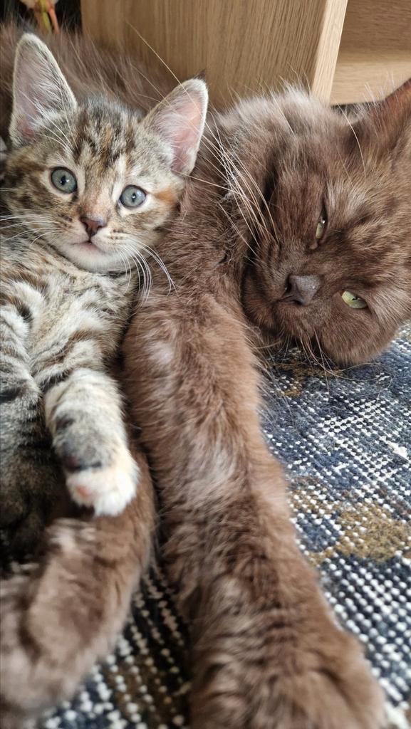 Siberische kat X kittens, Dieren en Toebehoren, Katten en Kittens | Raskatten | Korthaar, Meerdere dieren, 0 tot 2 jaar, Ontwormd