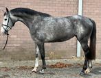3 jarige merrie zadelmak, Dieren en Toebehoren, Paarden, Merrie, 3 tot 6 jaar