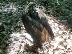 Opgezette buizerd., Ophalen of Verzenden, Vogel, Opgezet dier