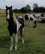 Te koop mooie zwart bonte hengst., Dressuurpaard, Hengst, 3 tot 6 jaar, Gechipt