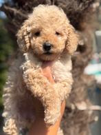 Geweldige MINI doodle pups - labradoodle pups, Dieren en Toebehoren, Honden | Chihuahua's en Gezelschapshonden, Overige rassen