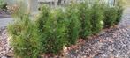 Coniferen, Thuja Brabant, Ophalen, Conifeer, Haag, 100 tot 250 cm