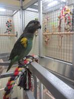 Meyer Papegaai, Dieren en Toebehoren, Vogels | Parkieten en Papegaaien, Mannelijk, Papegaai, Geringd
